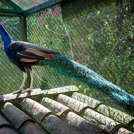 Quinta De Mouraes Casa Dos Rododendros * Lever