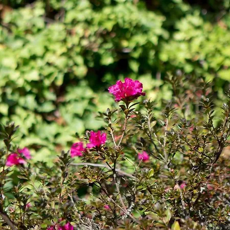 Εξοχικό σπίτι Quinta De Mouraes Casa Dos Rododendros