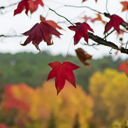 Quinta De Mouraes Casa Dos Rododendros *