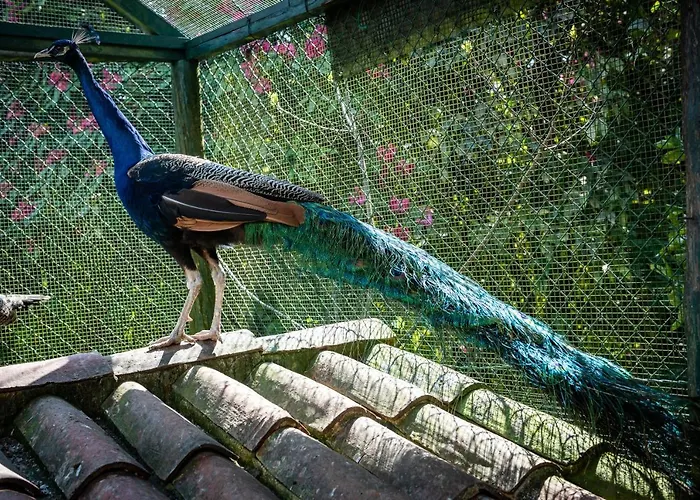 Quinta De Mouraes Casa Dos Rododendros * Lever