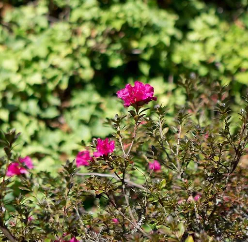 Séjour à la campagne Quinta De Mouraes Casa Dos Rododendros