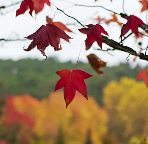 Quinta De Mouraes Casa Dos Rododendros *