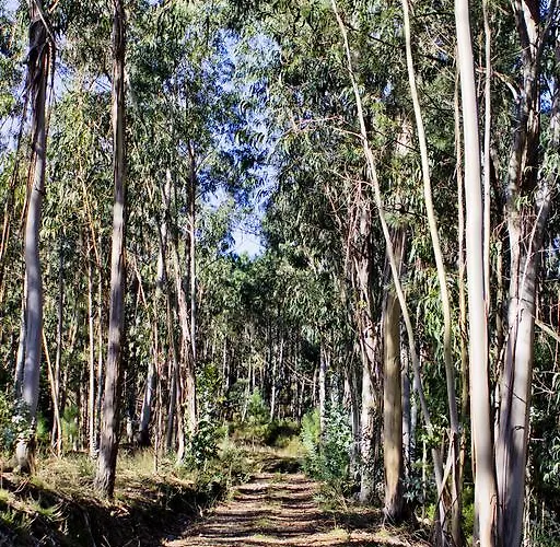 Gospodarstwo wiejskie Quinta De Mouraes Casa Dos Rododendros Lever